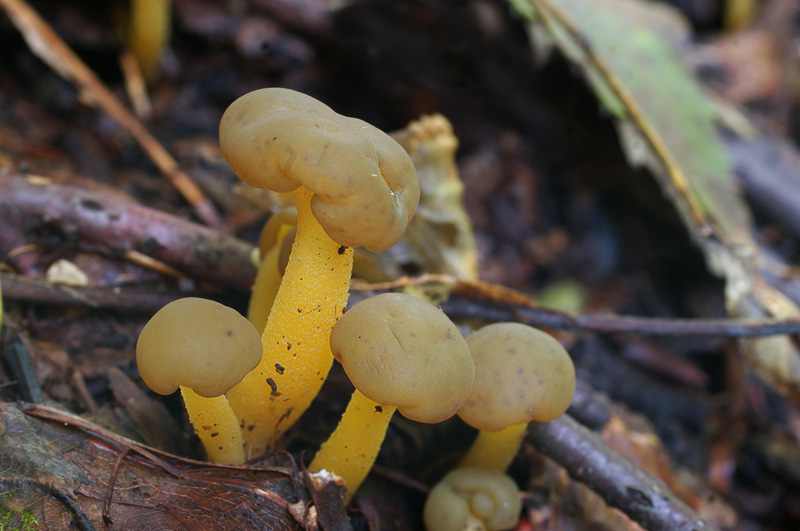 Leotia lubrica